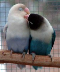 Παπαγαλάκια: Το πιο ιδανικό ζευγάρι