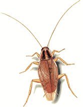 Η γερμανική κατσαρίδα (Blattela germanica)