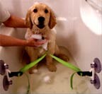 Το μπάνιο του σκύλου σας