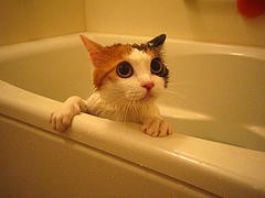 Γάτες και πλύσιμο. Πόσο απαραίτητο είναι το μπάνιο στη γάτα μας;
