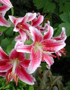 Lilium Stargazer - (Oriental lilies)