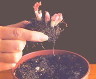 Πώς να καλλιεργήσετε μπιγκόνιες από κόνδυλο