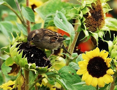 Δημιουργήστε έναν κήπο φιλικό στα πουλιά