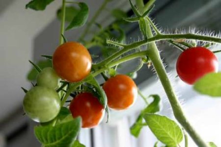 Καλλιεργήστε λαχανικά σε εσωτερικό χώρο