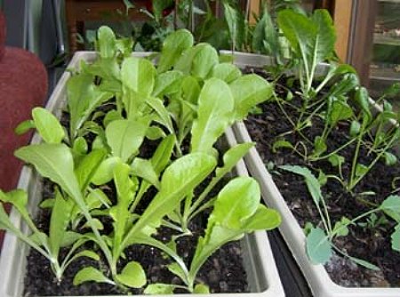 Καλλιεργήστε λαχανικά σε εσωτερικό χώρο