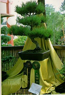Bonsai - Ιστορία και προέλευση