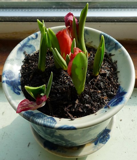 tulips_indoors_4