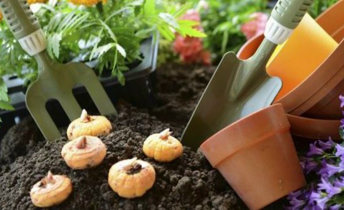 Δημιουργήστε ένα πετυχημένο κήπο φυτεύοντας βολβούς την άνοιξη