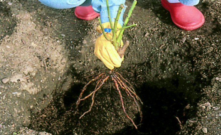 Πώς να φυτέψω μια γυμνόριζη τριανταφυλλιά