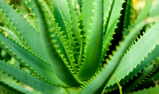 Αλόη Βέρα, το φυτό που κάνει θαύματα