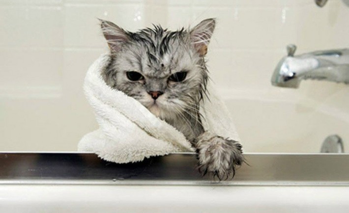 Γάτες και πλύσιμο. Πόσο απαραίτητο είναι το μπάνιο στη γάτα μας
