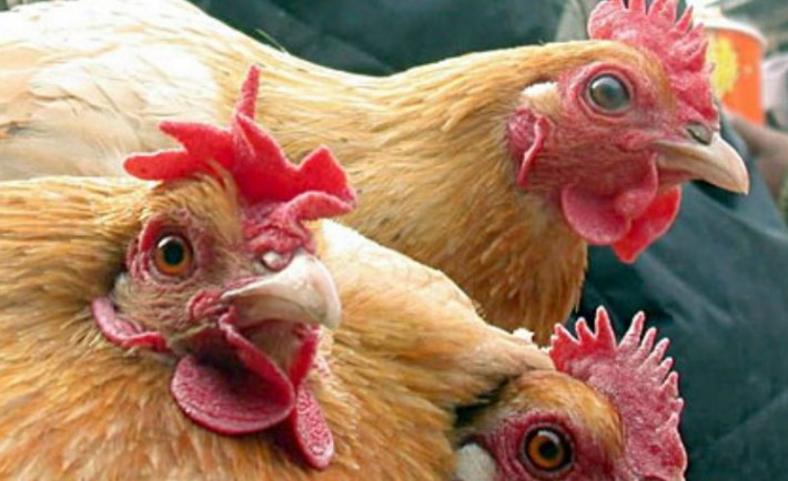 Η οργανική λίπανση και η γρίπη των πτηνών