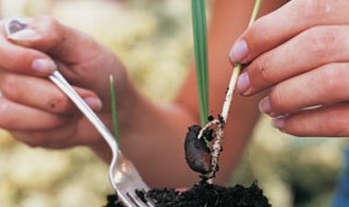 Καλλιεργήστε τροπικά φυτά από σπόρο