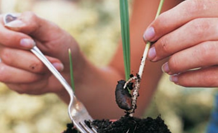 Καλλιεργήστε τροπικά φυτά από σπόρο