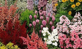 Καλλιεργήστε ποώδη πολυετή φυτά και λουλούδια από σπόρο