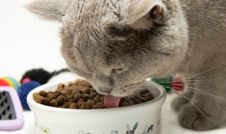 Η επιστήμη αποκαλύπτει γιατί οι γάτες είναι τόσο εκλεκτικές με το φαγητό τους