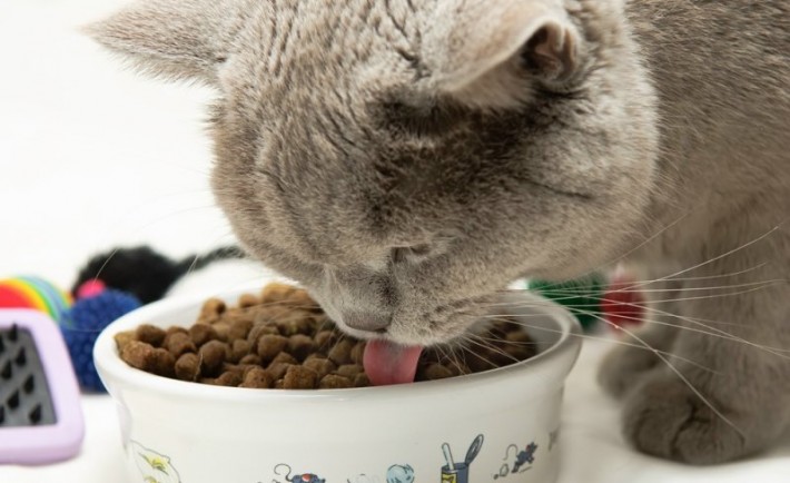 Η επιστήμη αποκαλύπτει γιατί οι γάτες είναι τόσο εκλεκτικές με το φαγητό τους