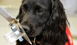 Τα σκυλιά μπορούν να διαγνώσουν τον καρκίνο
