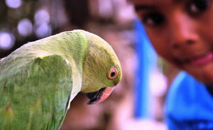 Γιατί οι παπαγάλοι μπορούν να μιλάνε;