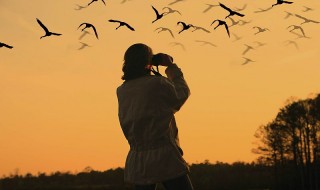 Παρατηρώντας πουλιά