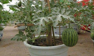 Πώς να καλλιεργήσετε καρπούζια σε δοχεία