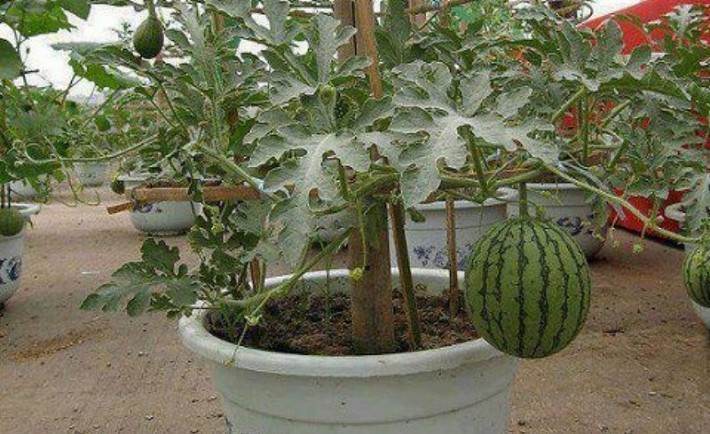 Πώς να καλλιεργήσετε καρπούζια σε δοχεία