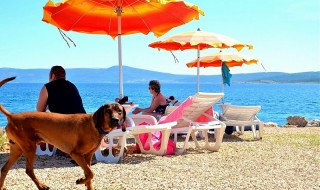 Συμβουλές για τα σκυλιά στην παραλία και τη θάλασσα