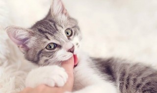 Εσείς γνωρίζετε γιατί οι γάτες κάνουν αυτά τα 8 πράγματα;
