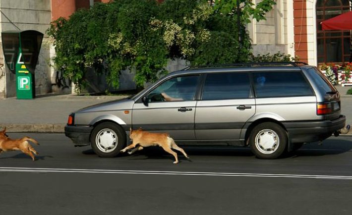 Γιατί τα σκυλιά κυνηγούν τα... αυτοκίνητα