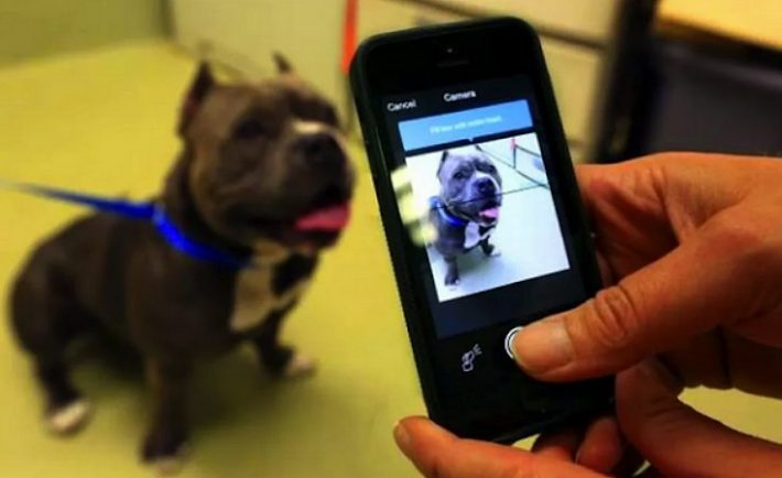 Νέα εφαρμογή μπορεί να αναγνωρίσει το σκυλί σας από το ρινικό του αποτύπωμα
