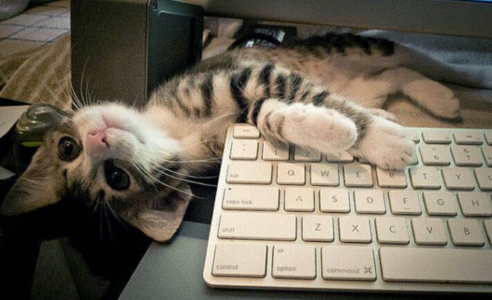 Γιατί οι γάτες αγαπούν τα πληκτρολόγια;