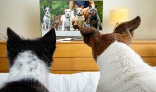 Τι πραγματικά βλέπουν τα σκυλιά στην τηλεόραση;