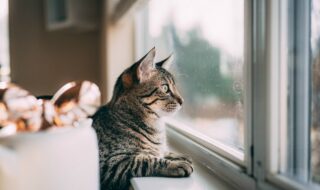 Πόσες ώρες μπορείς να αφήσεις μόνη τη γάτα σου στο σπίτι