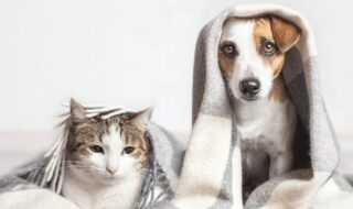 Κατοικίδιο και κρύο: Μα κρυώνουν ο σκύλος και η γάτα;