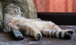 Τι βλέπουν οι γάτες στην τηλεόραση;