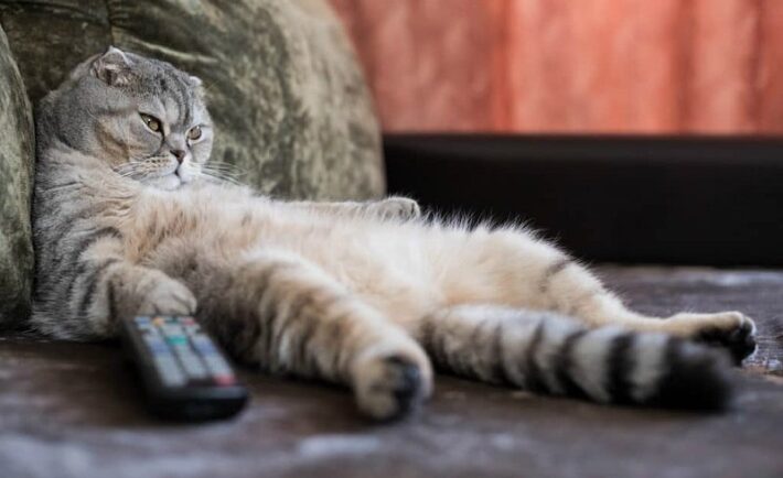 Τι βλέπουν οι γάτες στην τηλεόραση;