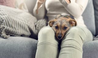 11 πράγματα που κάνουν οι άνθρωποι και τα μισούν οι σκύλοι