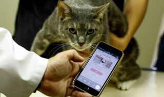 Η τεχνητή νοημοσύνη μπορεί τώρα να «διαβάσει» τον πόνο στις γάτες