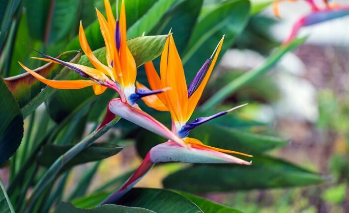 Πουλί του Παραδείσου (Strelitzia reginae)