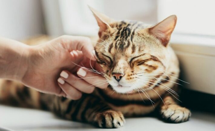 Μπορούν οι γάτες να δεθούν συναισθηματικά με τους ανθρώπους;